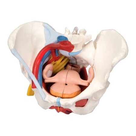 Fabrication Enterprises 3B Anatomical Model - Female Pelvis, 6-Part with Ligaments 977360